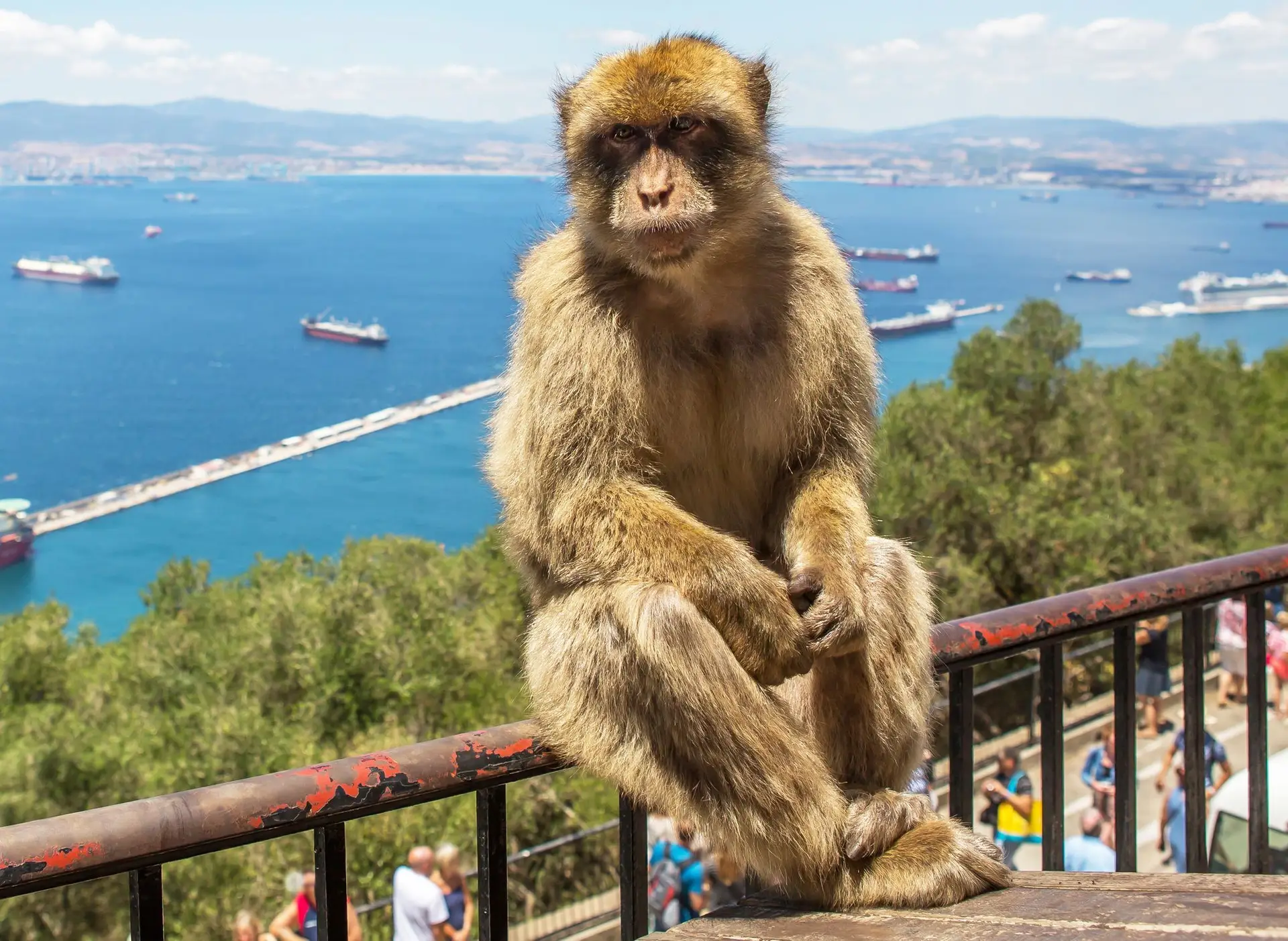 Os macacos de Gibraltar andam a comer terra e há uma explicação