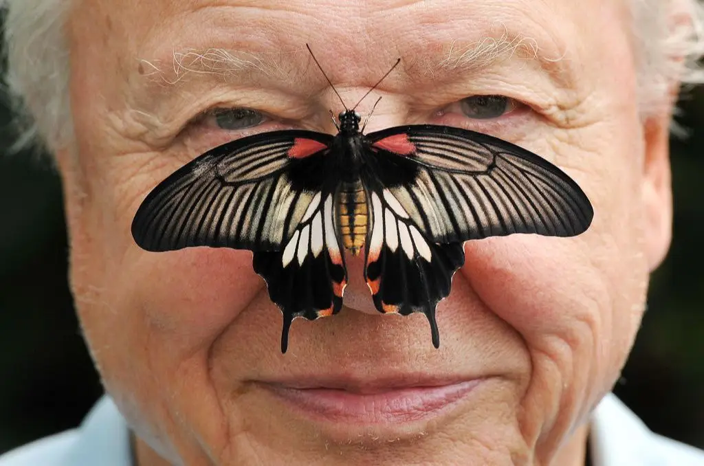 David Attenborough é o melhor amigo da natureza e tem 100 anos