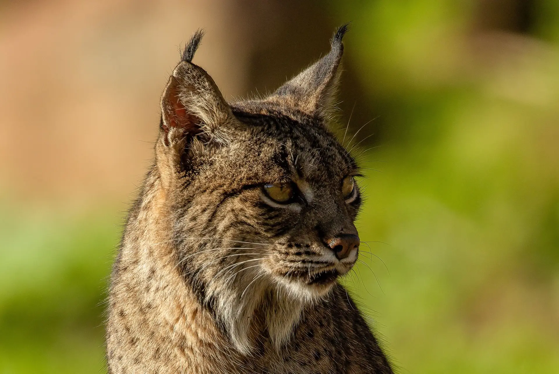 O lince-ibérico vai regressar à Serra da Malcata