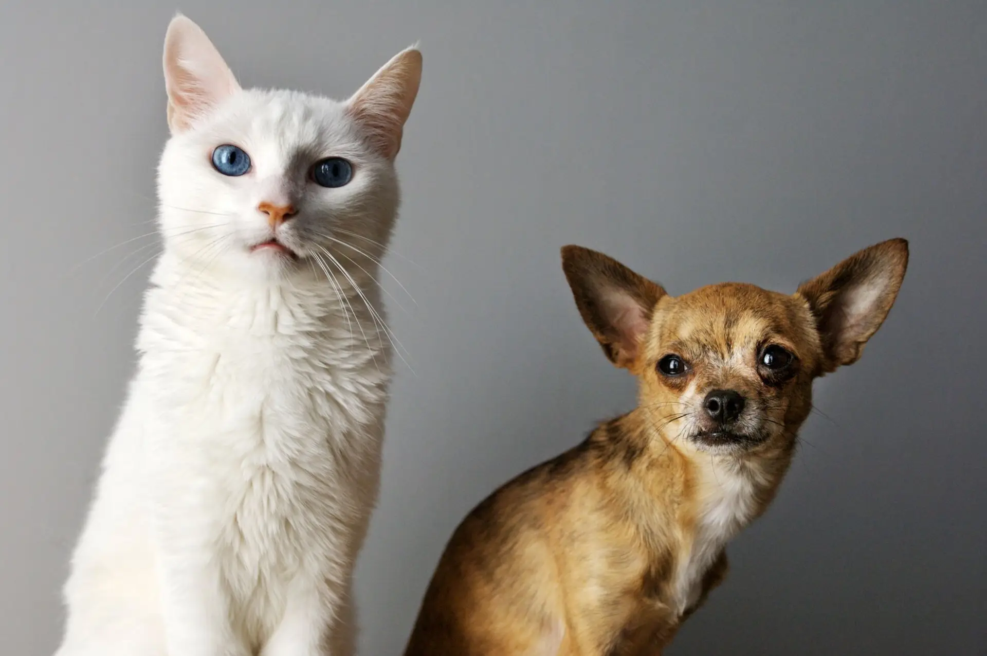 Em breve vais poder falar com o teu cão ou gato