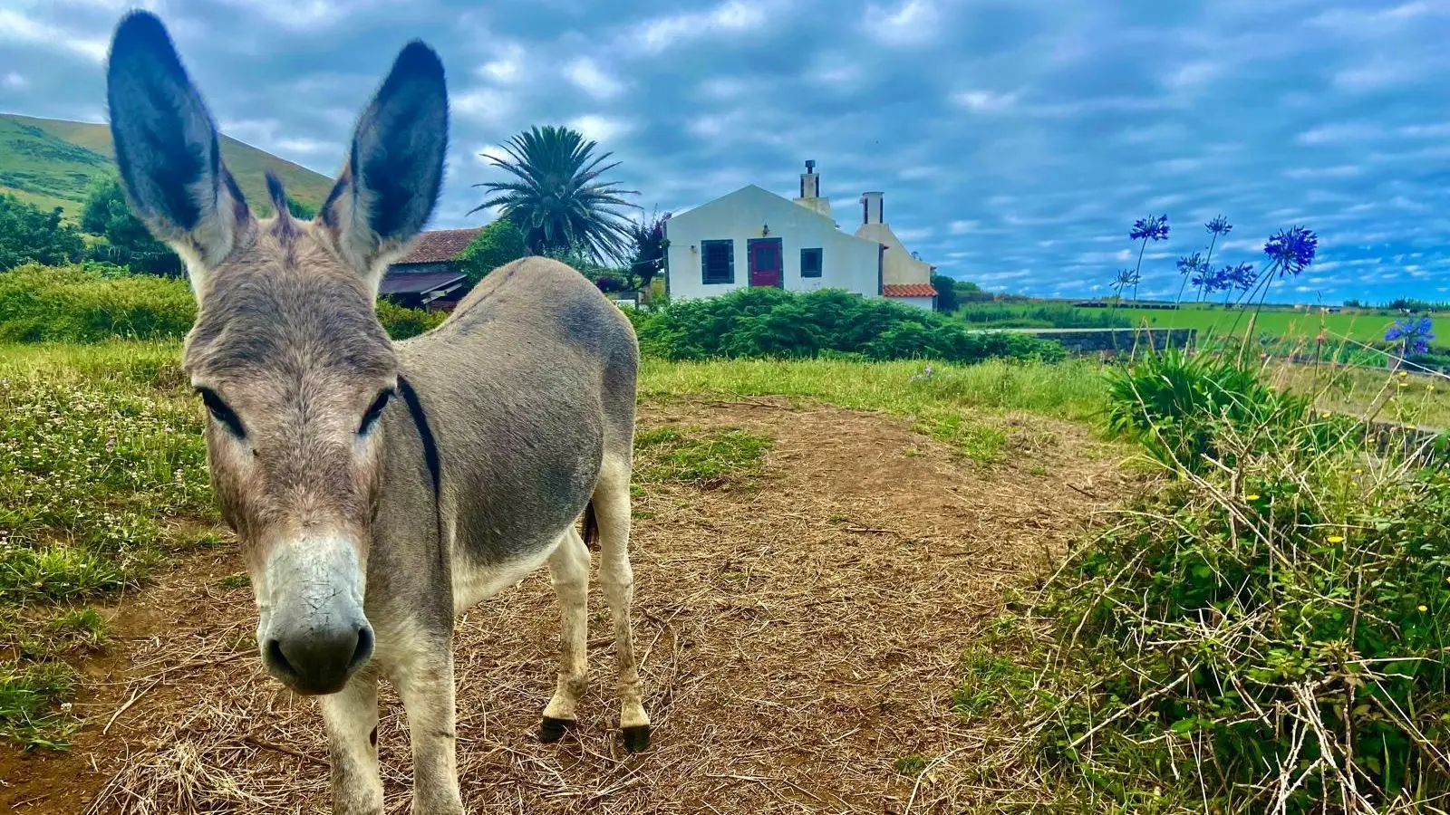 Já ouviste falar na ilha dos burros?