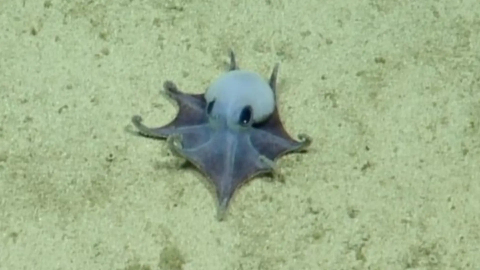 Descoberta nova espécie de polvo