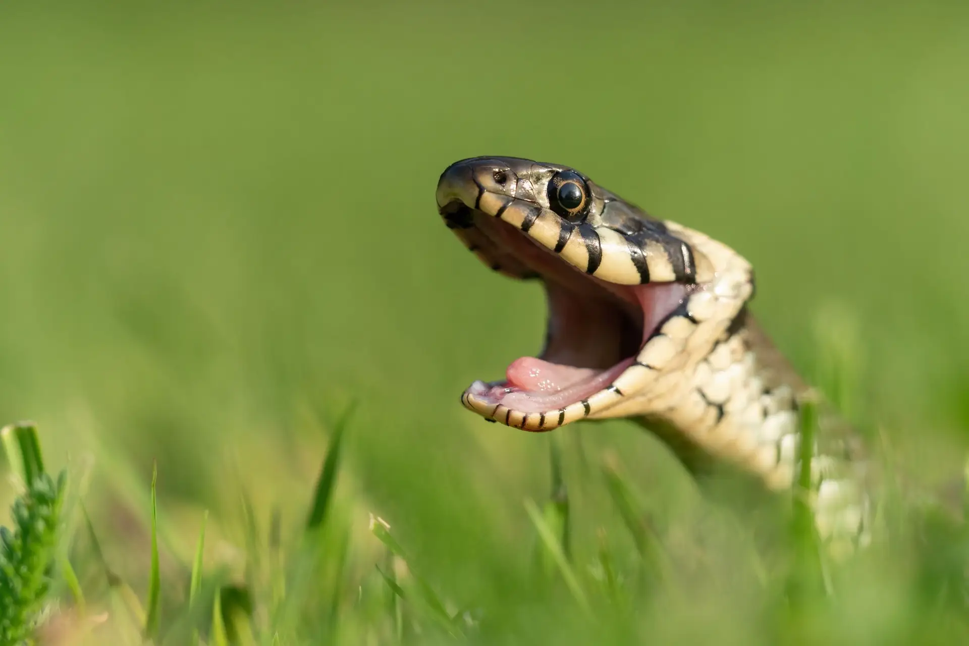 Para onde foram as pernas das cobras?