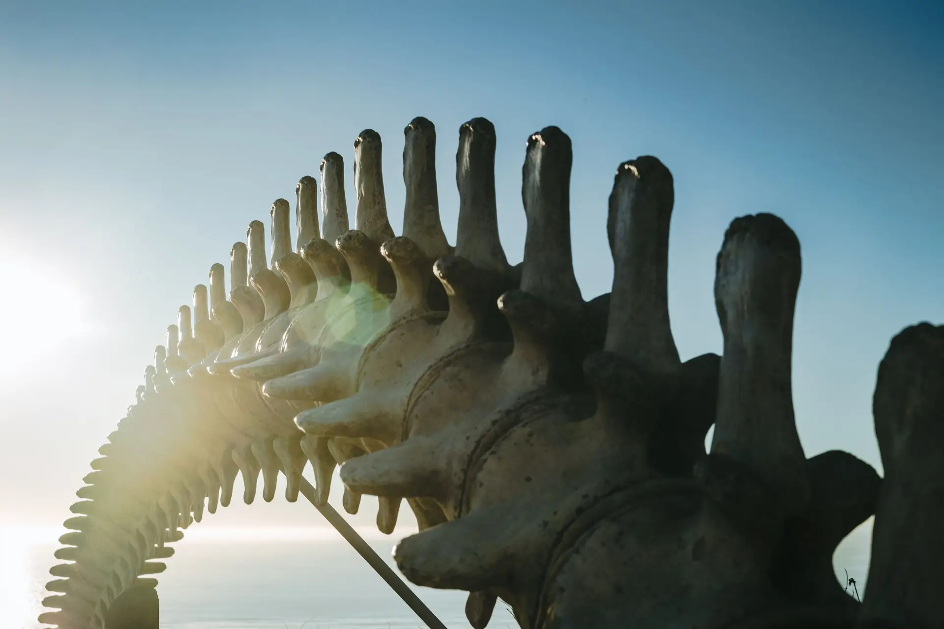 Descoberto um gigantesco cemitério de baleias no fundo do oceano Índico
