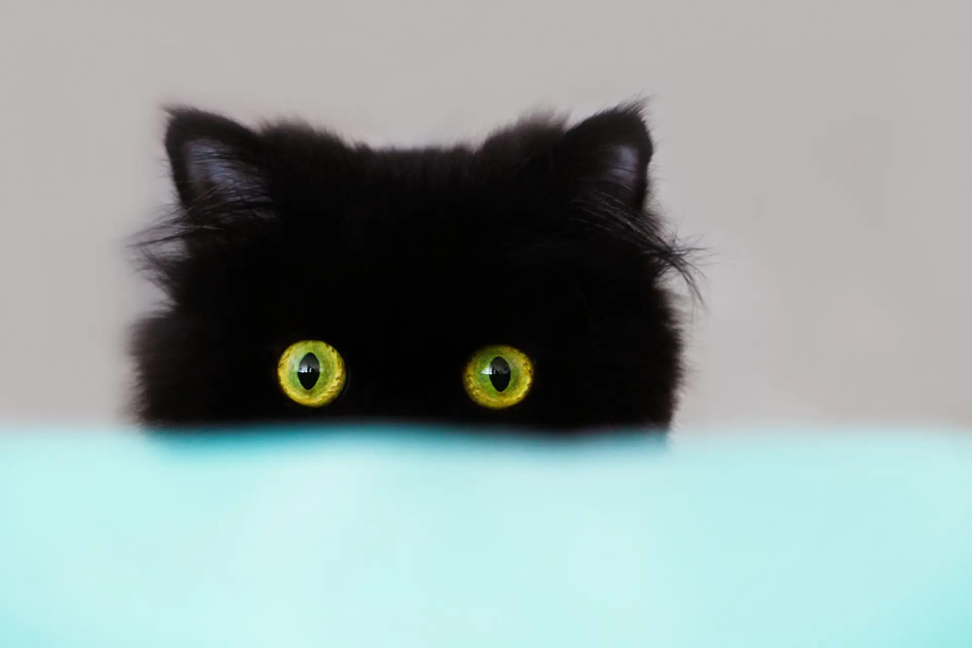 O gato preto dá azar? Nem penses nisso