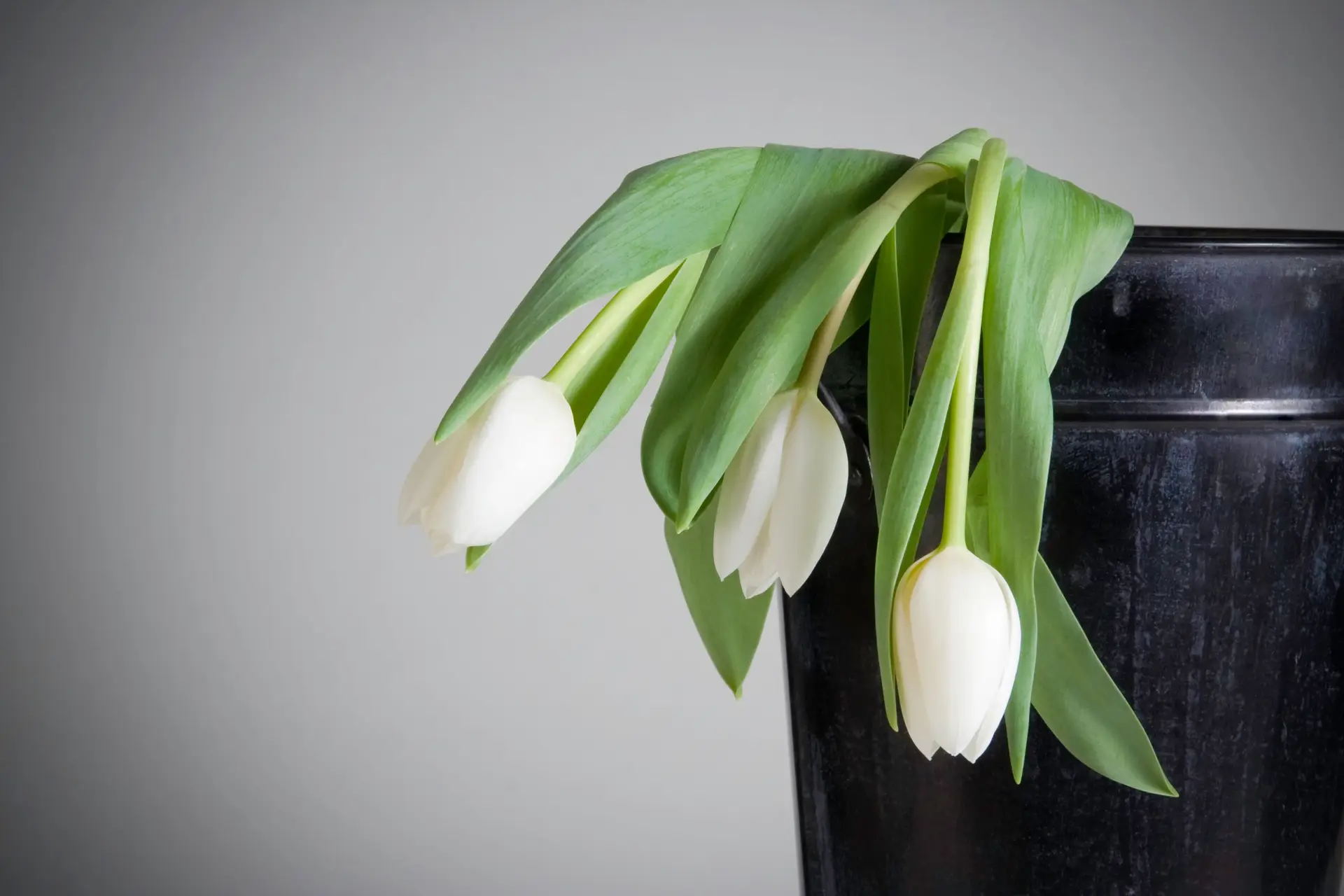 Plantas do futuro podem mudar de cor para avisar que estão doentes