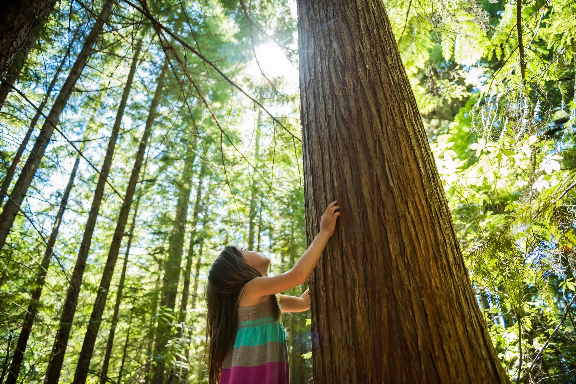 Há muitas razões para proteger a floresta