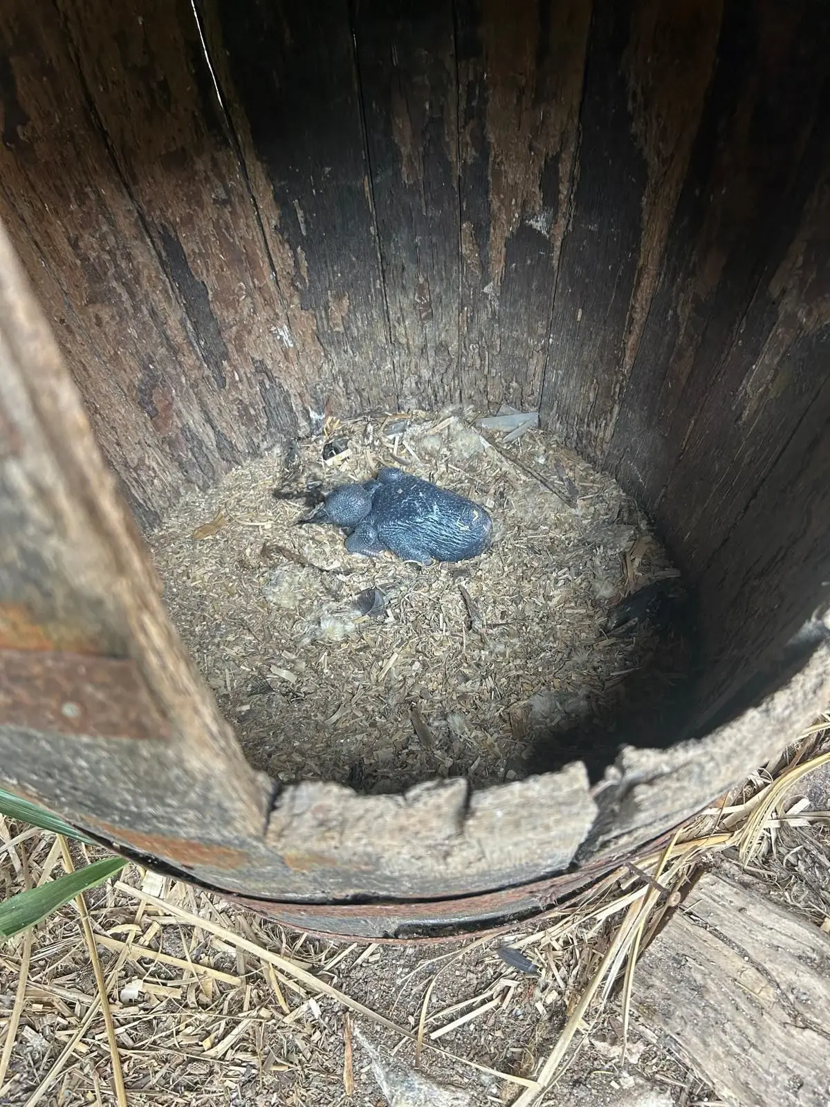Bebé raro nasce no Zoo de Lagos