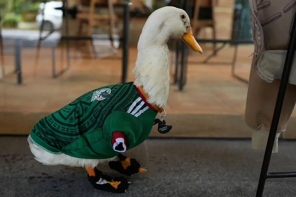 Merlin, o pato que se tornou famoso com o Mundial de Futebol