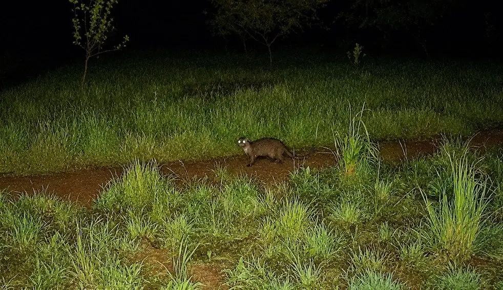 🦦 Lontra volta a aparecer na Serra de Sintra