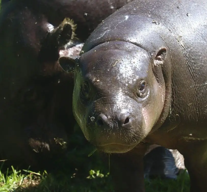 Poipoi é a nova estrela do Zoológico de Santo Inácio
