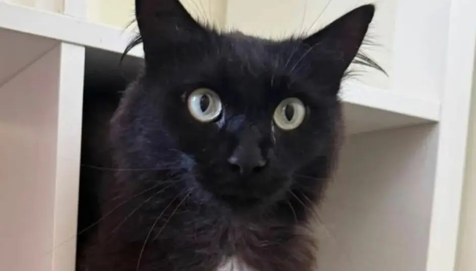 A história do Kiko: gato perdido na Bélgica regressa a Portugal