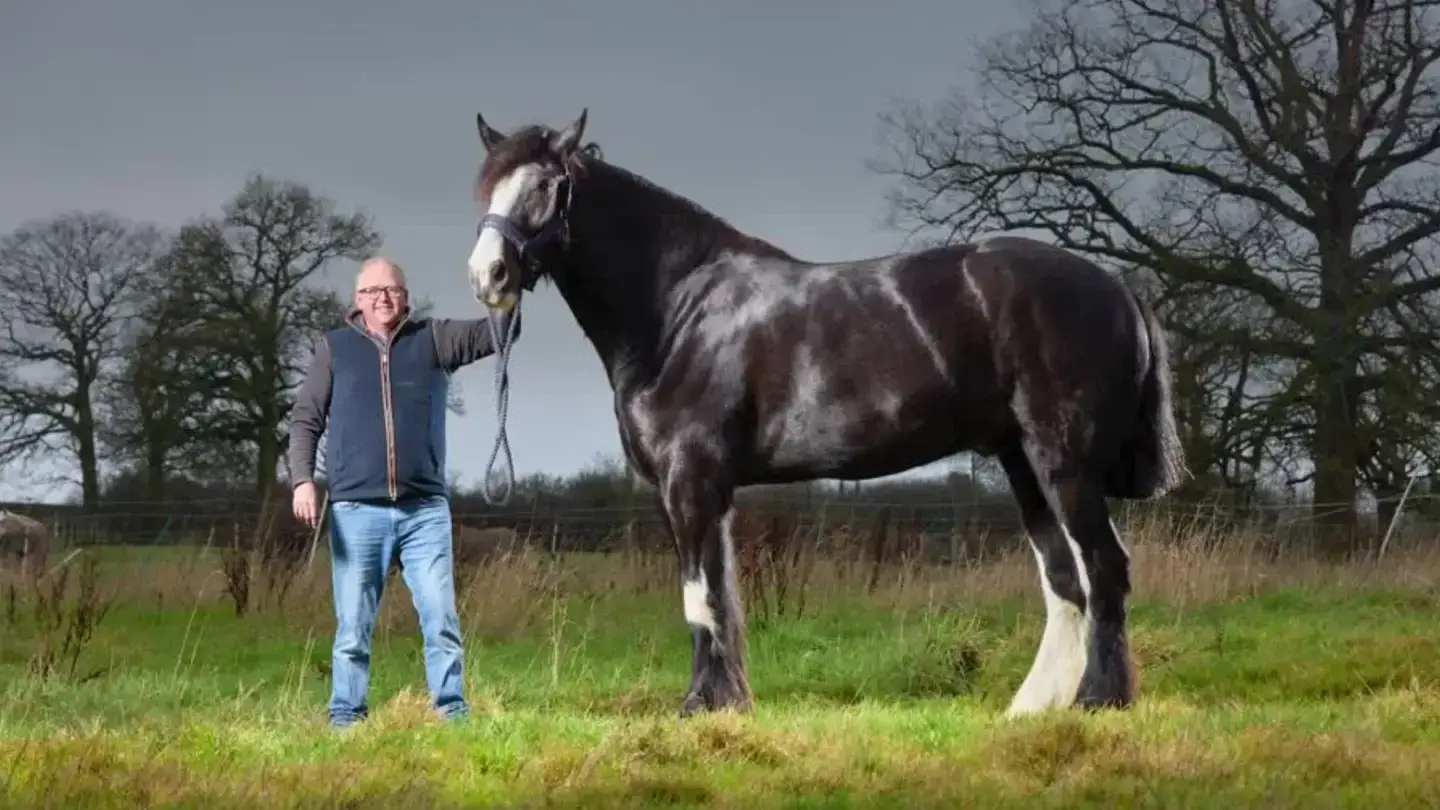 Já imaginaste um cavalo gigante? Ele existe mesmo!