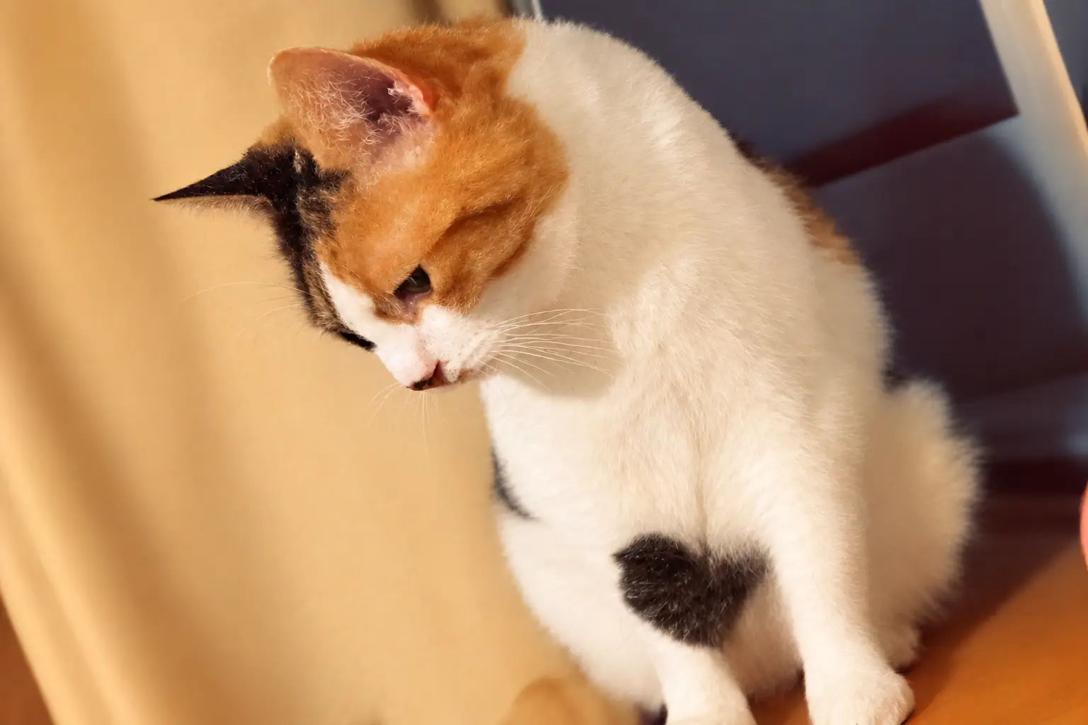 Gata desaparecida há dez anos volta para casa no dia do aniversário da dona