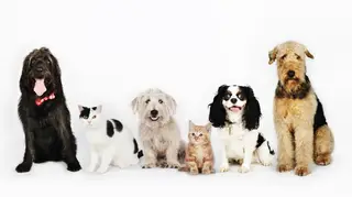 Alimentos potencialmente perigosos para cães e gatos