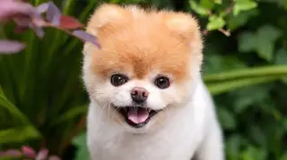 Morreu “o cão mais fofo do mundo”