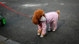 Primeiro caso confirmado de cão infetado com coronavírus