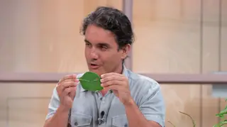 Sabia que o alecrim pode melhorar a circulação das pernas e que o boldo do jardim ajuda a reduzir o apetite?