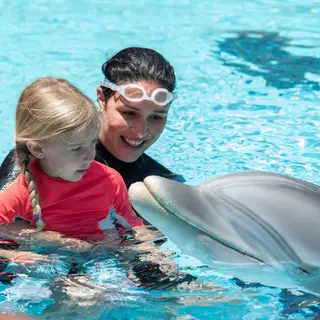 Delle, o golfinho robô que poderá ser a alternativa aos animais em cativeiro