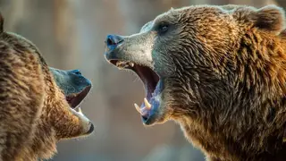 Arrepiante: Mulher enfrenta urso para proteger os cães