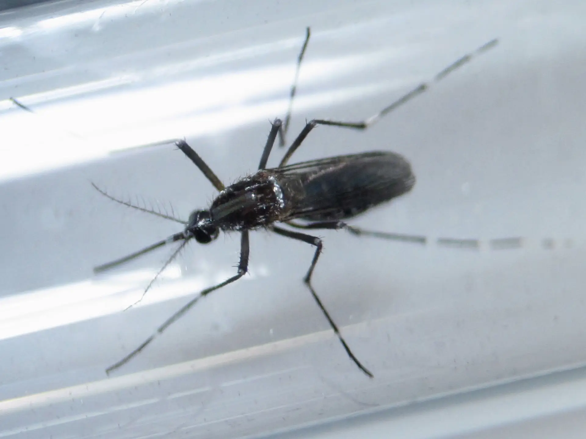 OMS envia missão à Guiné-Bissau para investigar quatro casos de Zika