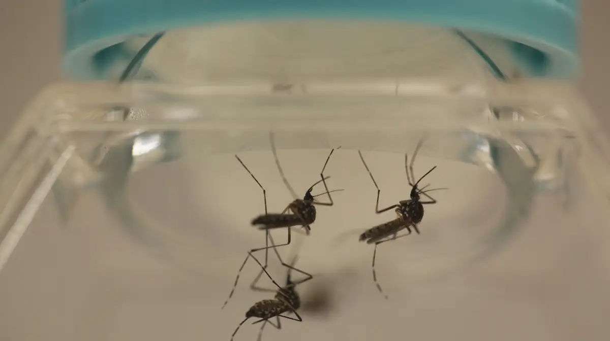 O mosquito Aedes aegypti, que transmite zika, febre amarela e chikungunya, também pode ser um vetor da febre mayaro.