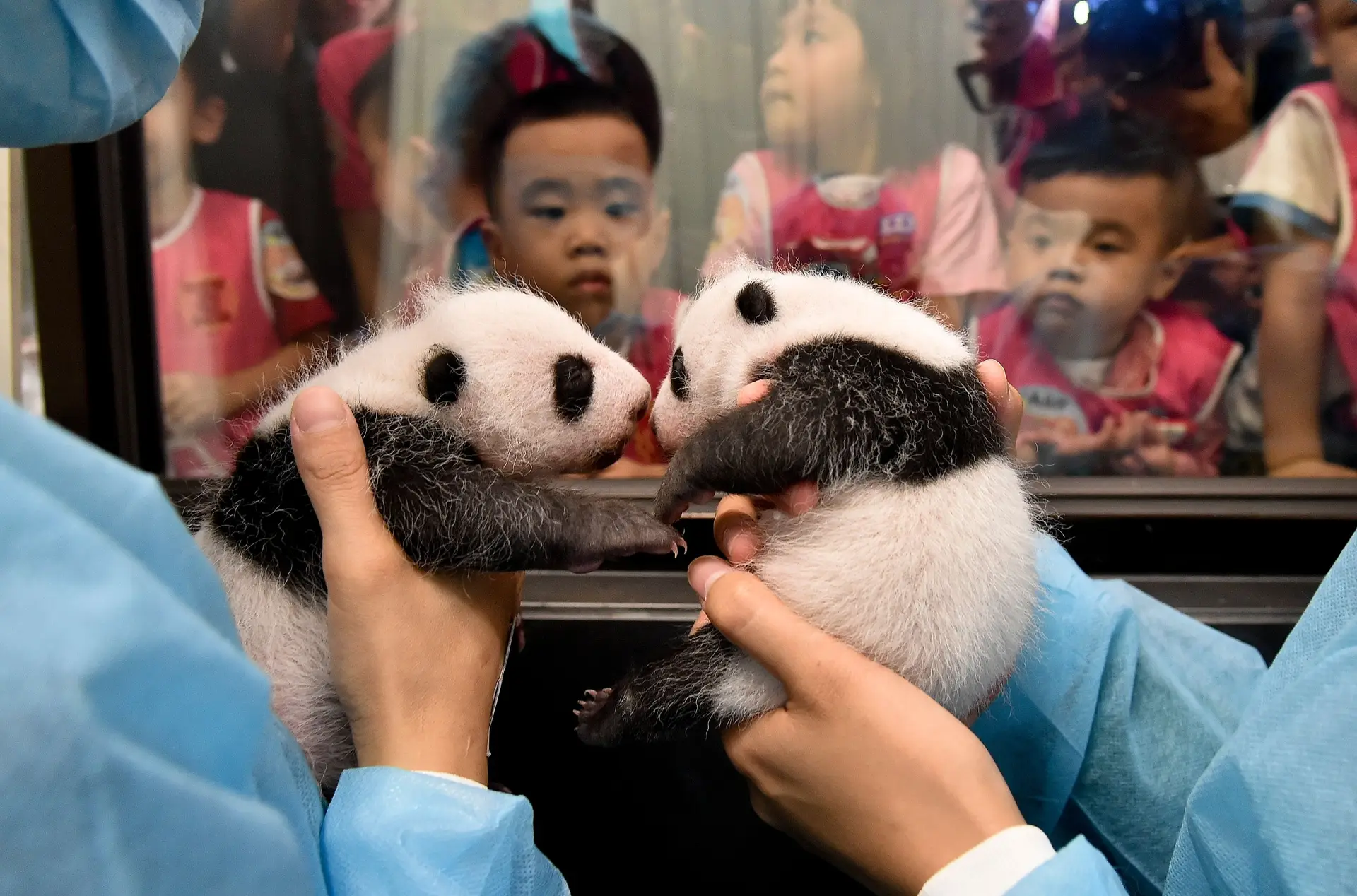 Pandas gémeos de Macau celebram 1º mês com parabéns no berçário