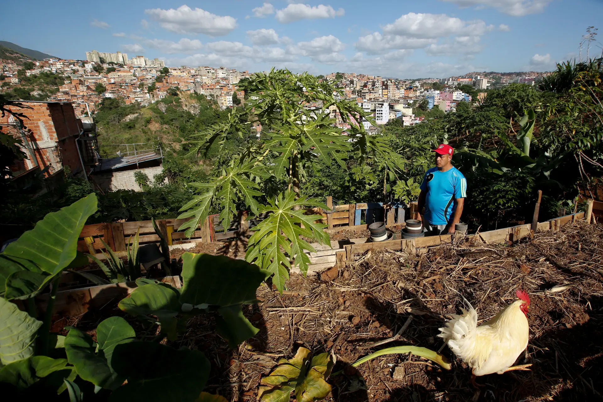 Venezuelanos plantam nas cidades