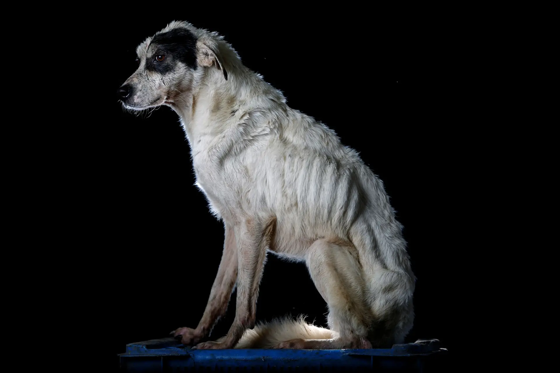 Os cães também são vítimas da crise na Venezuela