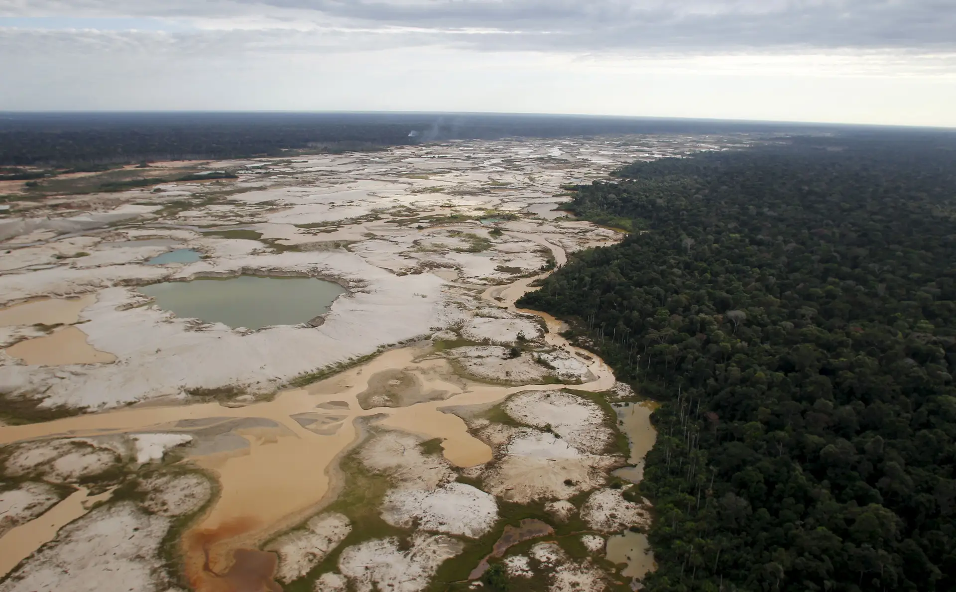 Homem destruiu 10% da vida selvagem na Terra em 25 anos