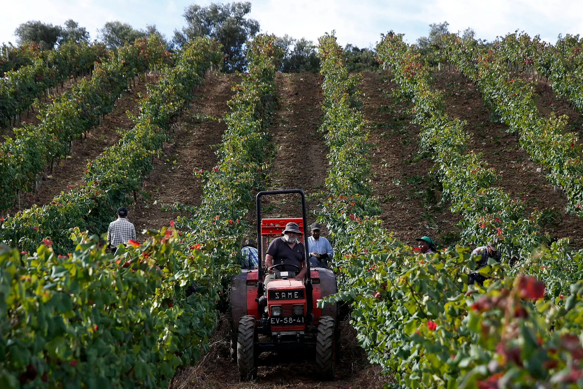 Vindimas antecipadas no Douro devido ao tempo seco e quente