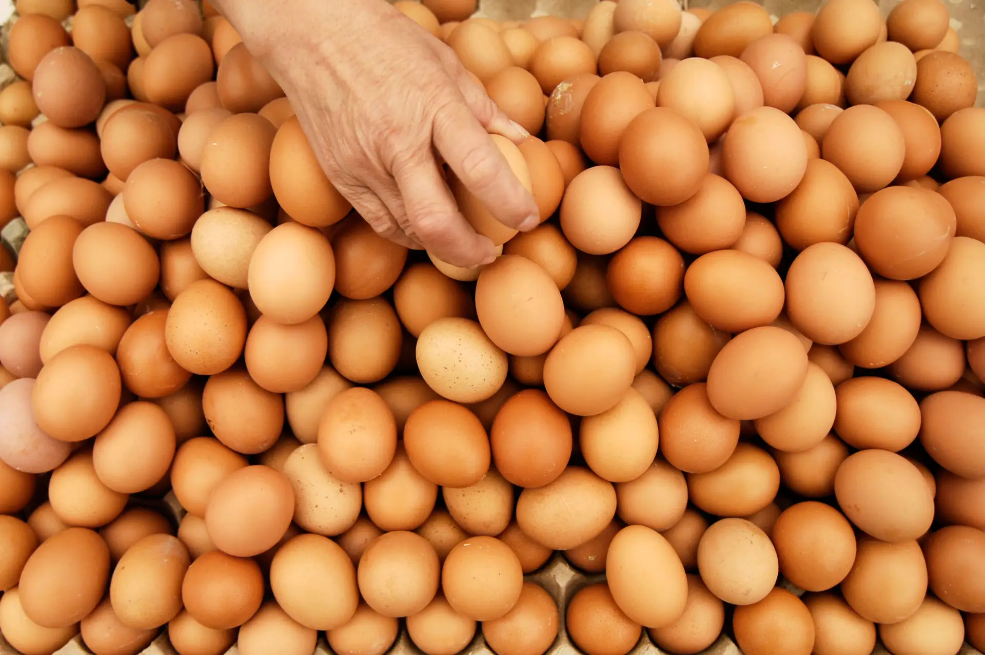 Holanda lança alerta alimentar por causa de ovos contaminados, UE acompanha caso