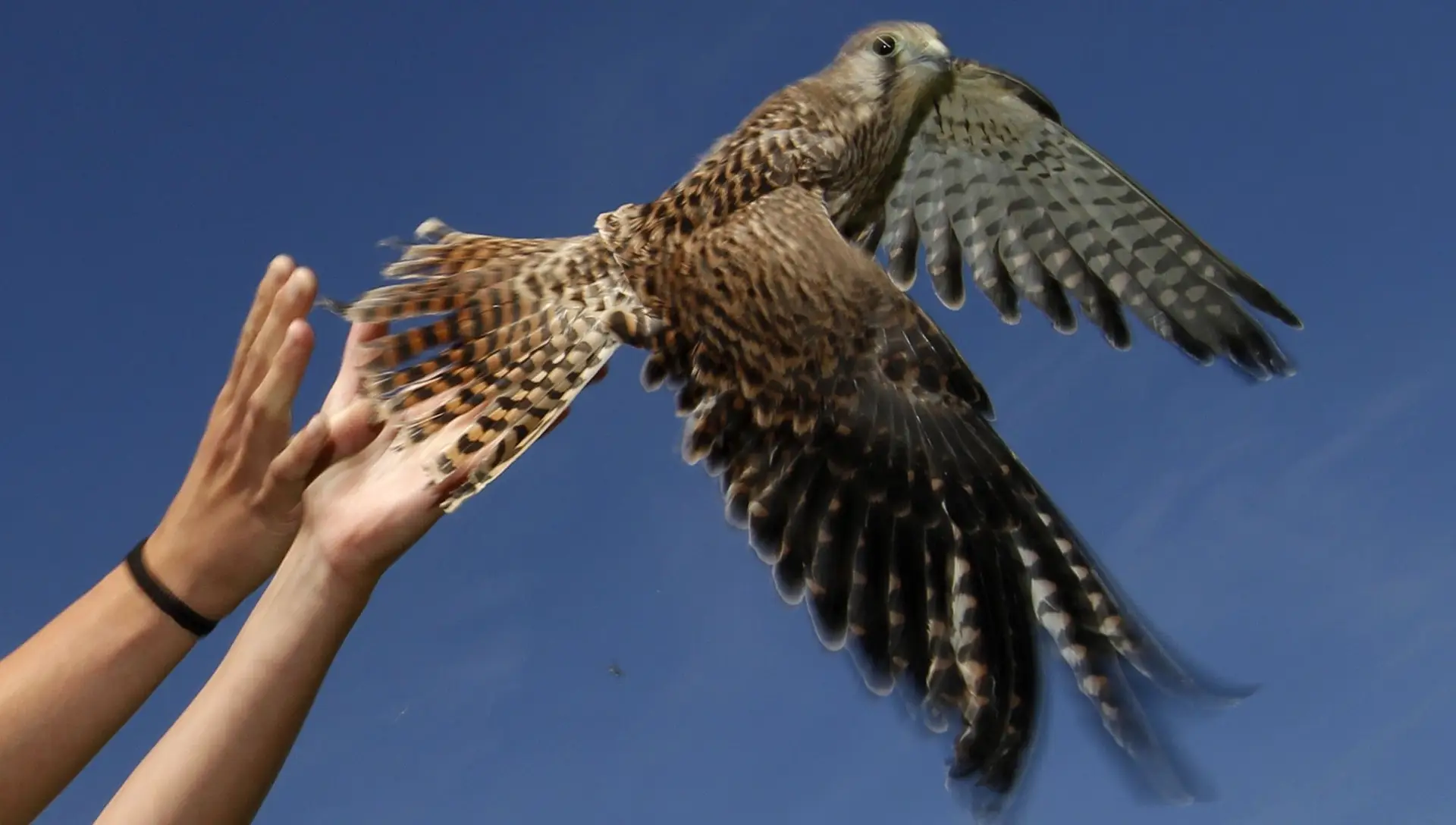 UNESCO decide no final do mês sobre classificação da falcoaria em Portugal