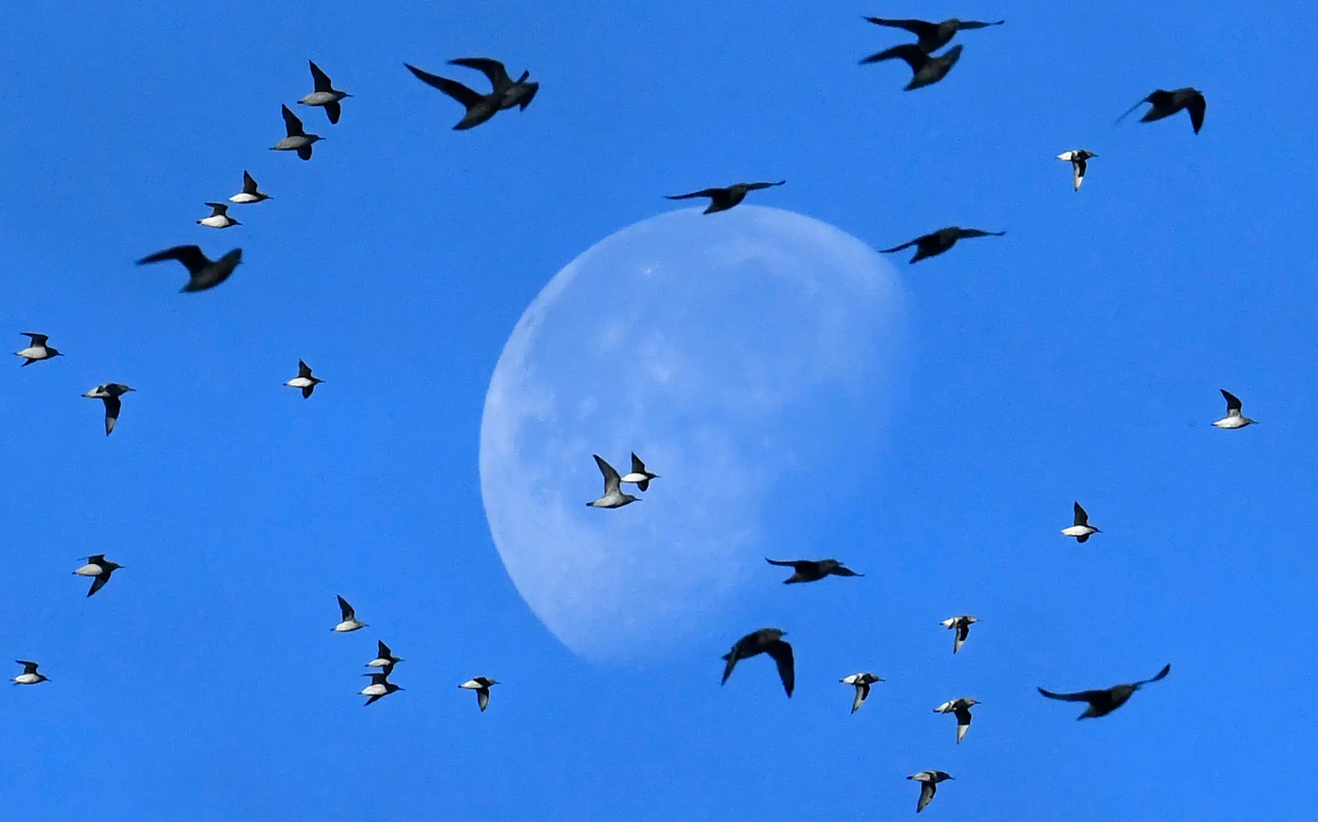 Mais de 200 espécies de aves estão em vias de extinção
