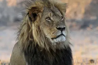 Caçadores furtivos devorados por leões na África do Sul