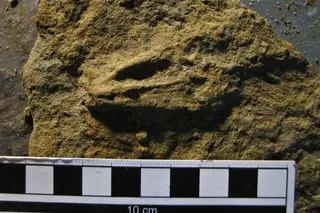 Descoberto na Lourinhã um dos maiores trilhos mundiais de pterossauros