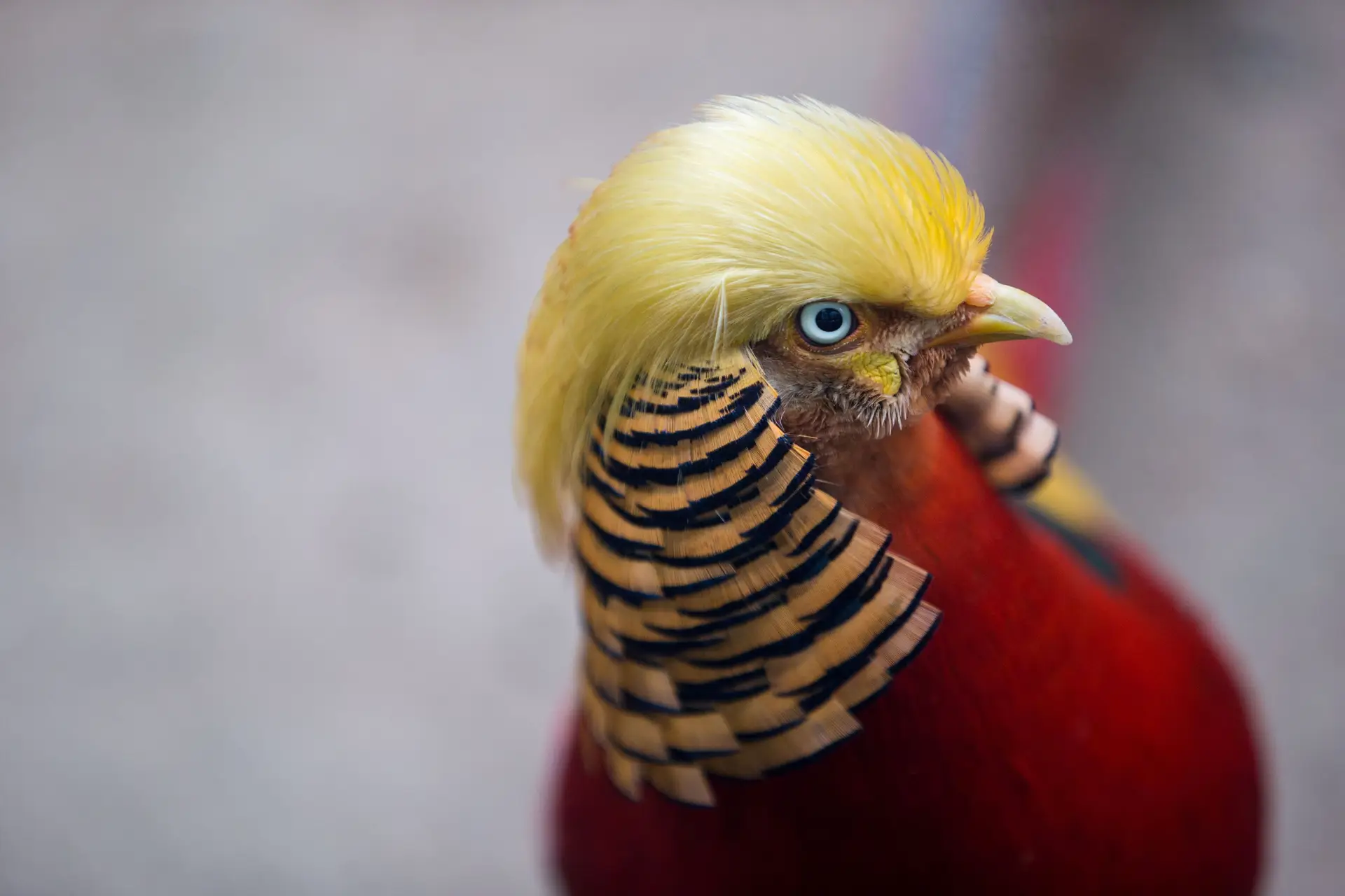 Faisão torna-se famoso graças às parecenças com Donald Trump