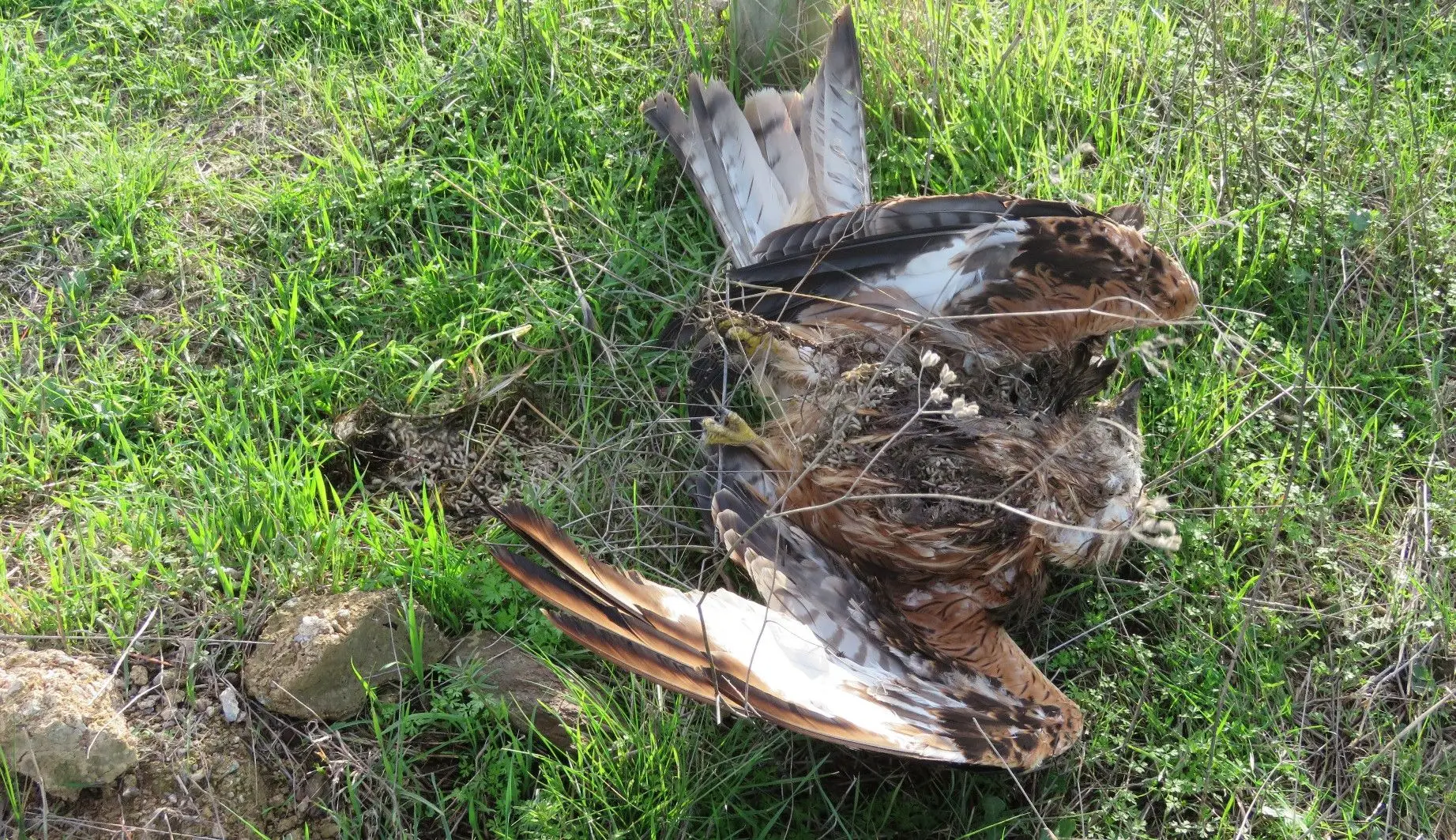 Onze animais selvagens envenenados em Castro Verde na última semana