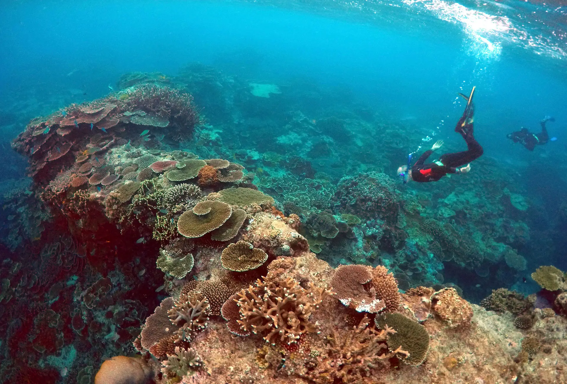 Mais de metade dos corais no norte da Grande Barreira da Austrália estão mortos