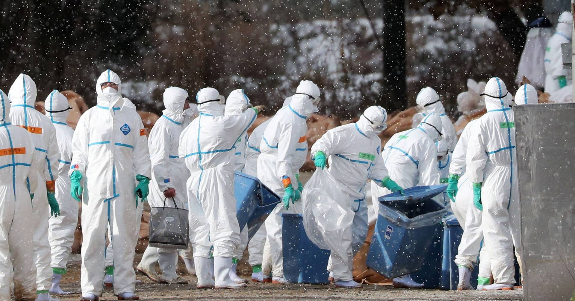 Japão abate 320 mil animais por causa da gripe das aves - SIC Notícias