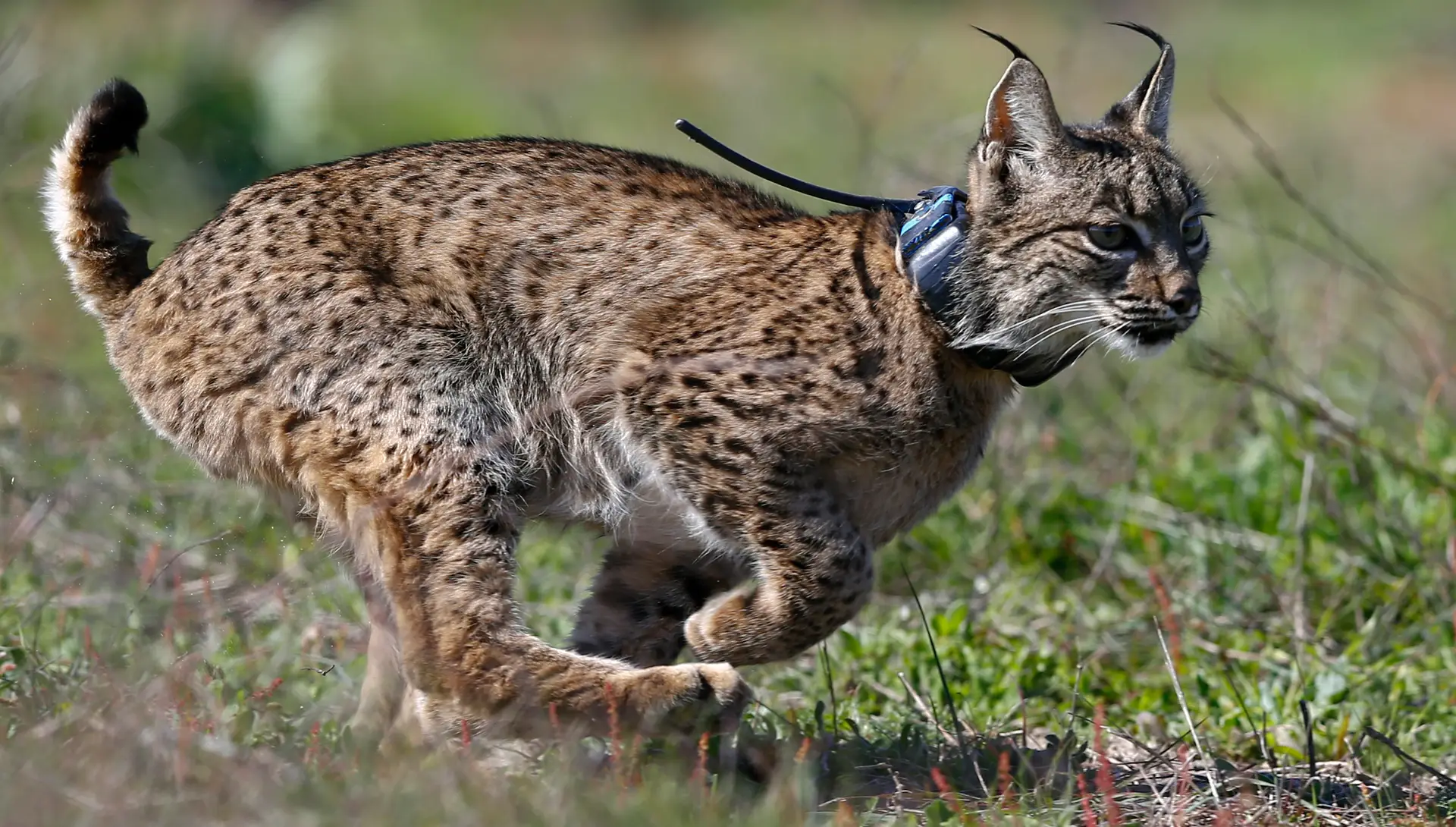 Lince ibérico é das espécies com menor diversidade genética do mundo