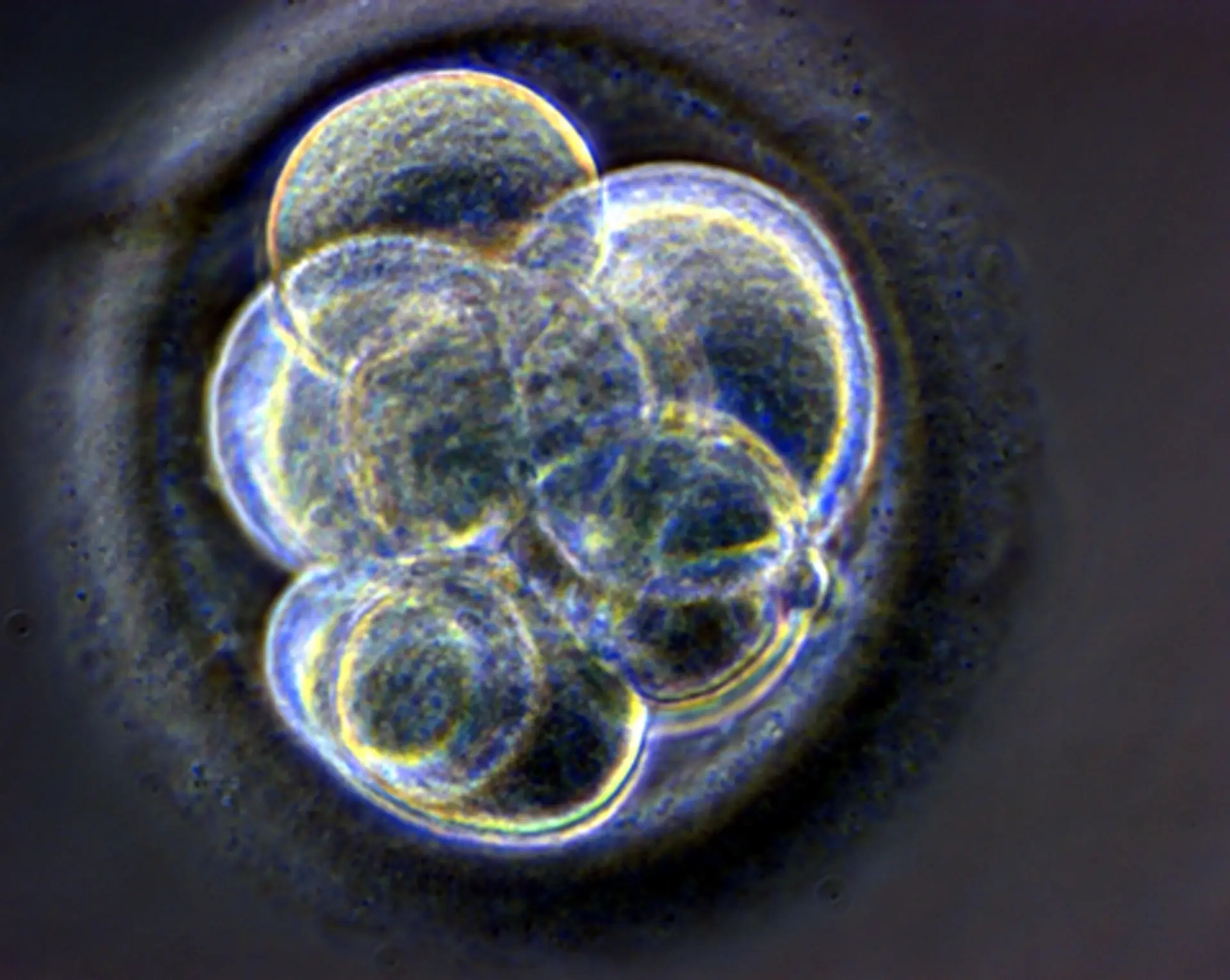 Cientistas descobrem como os óvulos se preparam para criar vida