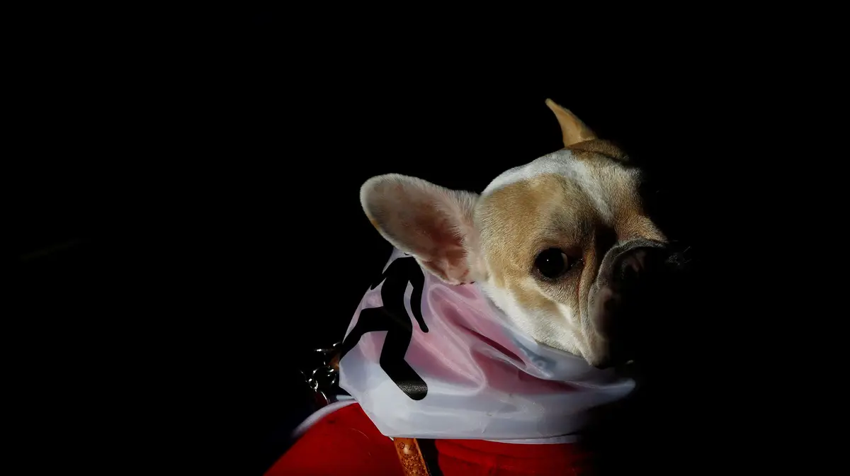 Antes do início da caminhada "Sanperrestre" que promove a consciencialização sobre a necessidade de adotar cães e gatos em vez de comprá-los, no centro de Madrid, Espanha.