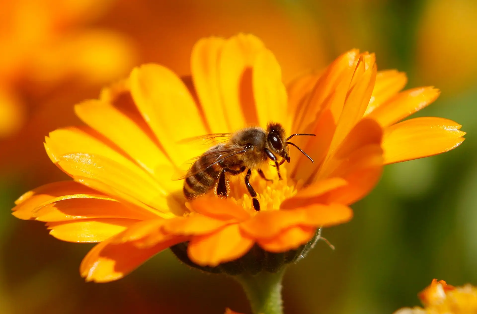 Greenpeace pede à UE que proíba uso dos pesticidas que afetam abelhas