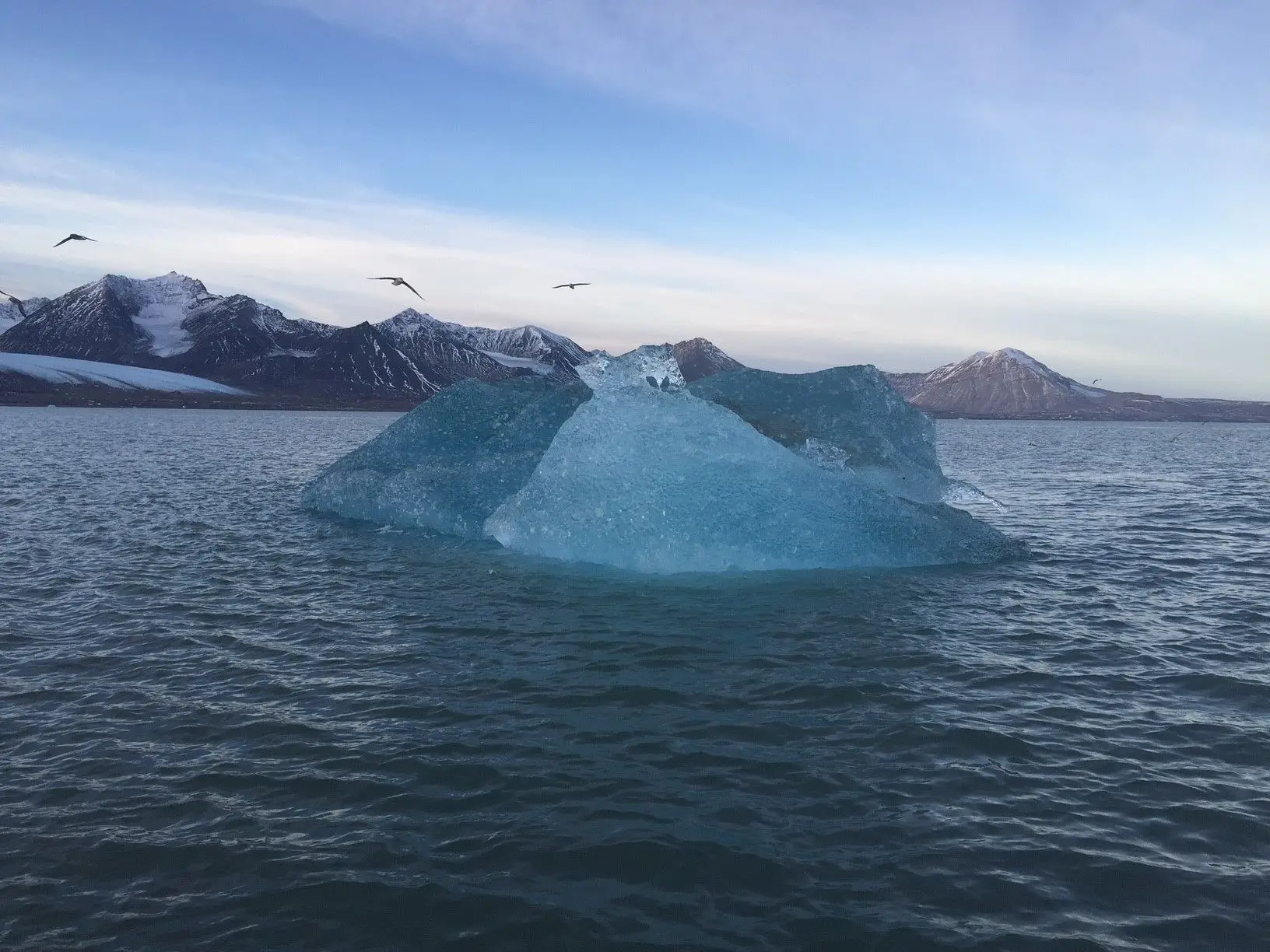 As pardelas do ártico sobrevoam os icebergues que se desprendem das Ilhas Svalbard, o lugar habitado mais próximo do Pólo Norte