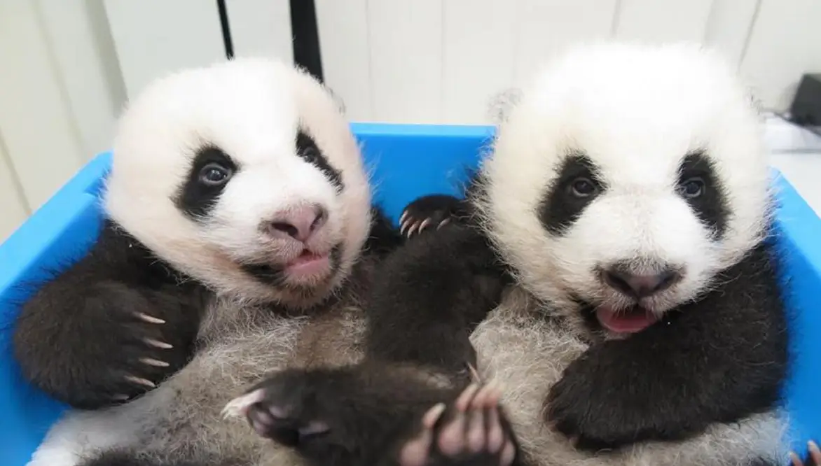 Macau mostra pandas bebés pela primeira vez ao público pelo Ano Novo chinês