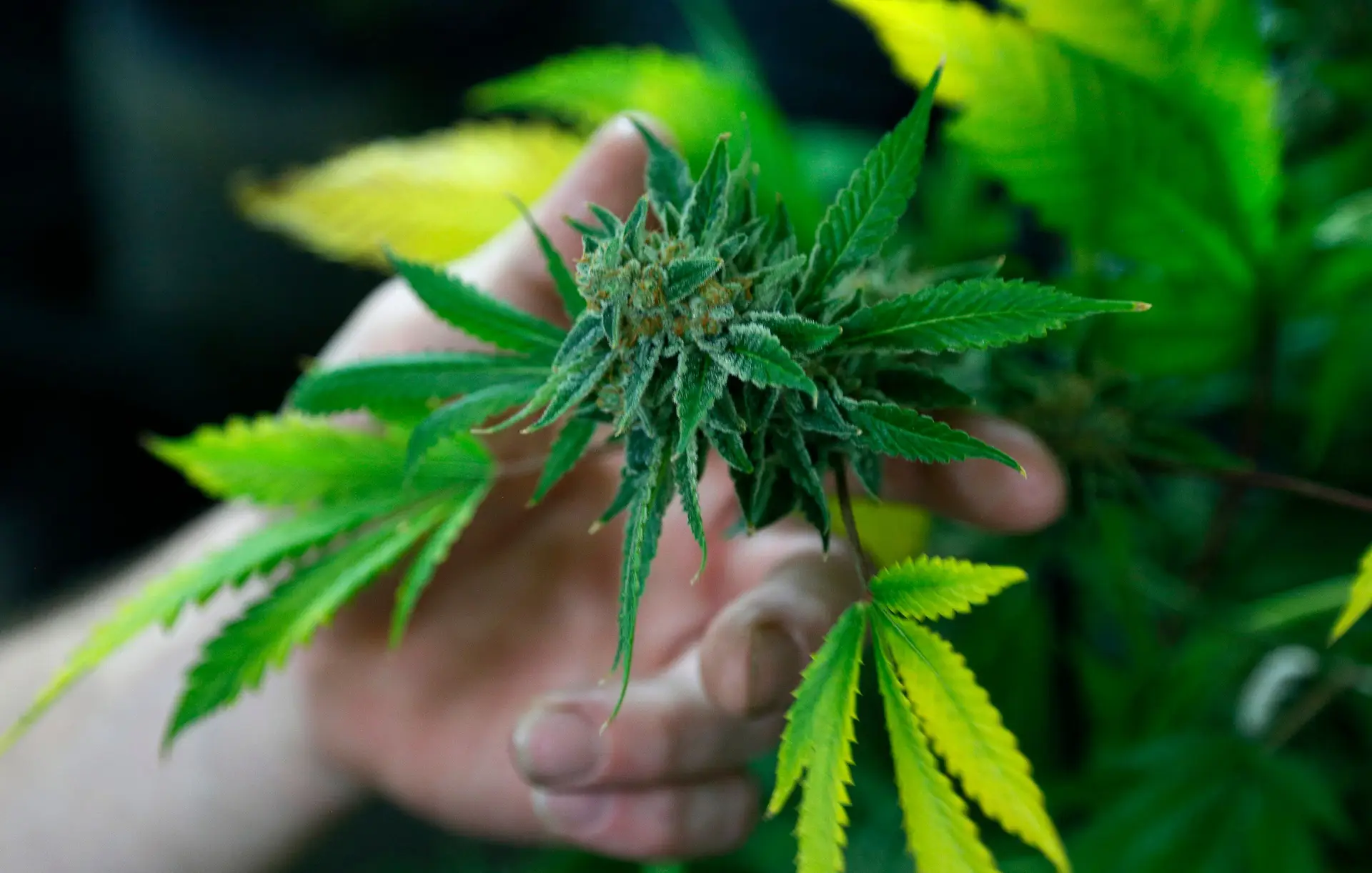 Mais de 10.300 processos por consumo de drogas em 2015, valor mais alto desde 2001
