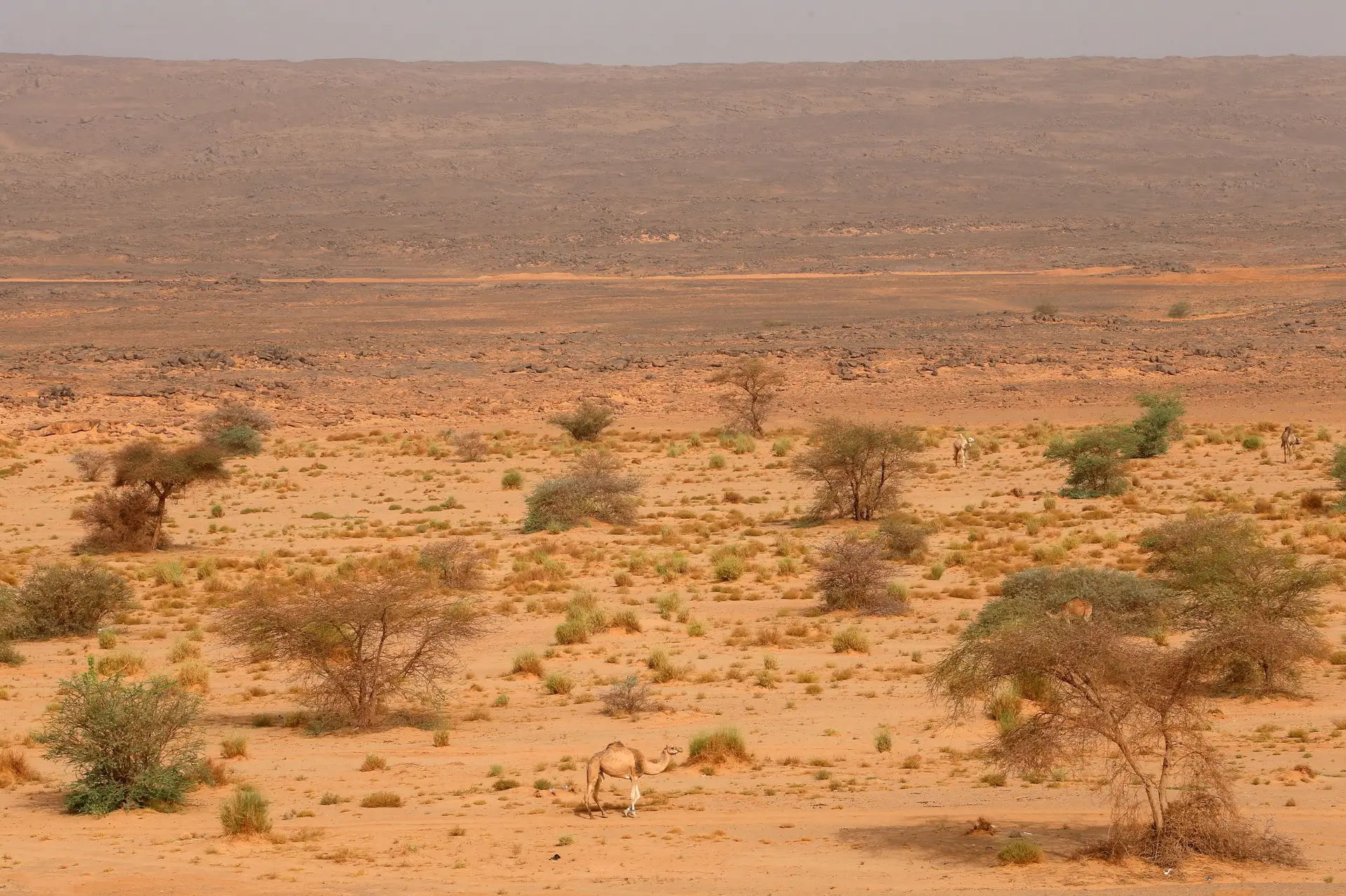 Humanos podem ter ajudado a criar deserto do Saara
