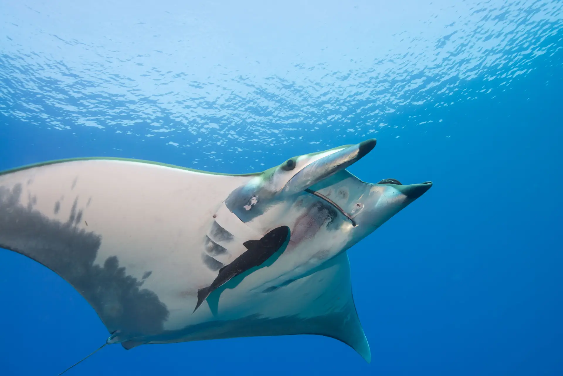 1. Uma jamanta de grandes dimensões: as jamantas são uma presença frequente nos Açores durante os meses de Verão, migrando das zonas tropicais para a região. Em particular, agregam-se em montes submarinos e são observáveis em mergulho quando esses montes atingem baixas profundidades. É o caso dos ilhéus das Formigas e dos bancos D. João de Castro de Princesa Alice. A ilha de Santa Maria é hoje um importante polo de atração de mergulhadores que vêm observar estes magníficos animais.