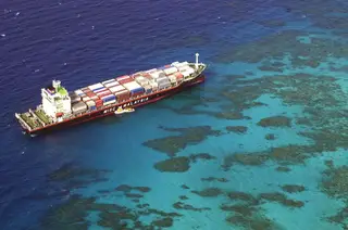 Aquecimento global e poluição marítima são os principais responsáveis pela degradação da biodiversidade